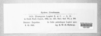 Uromyces lupini image